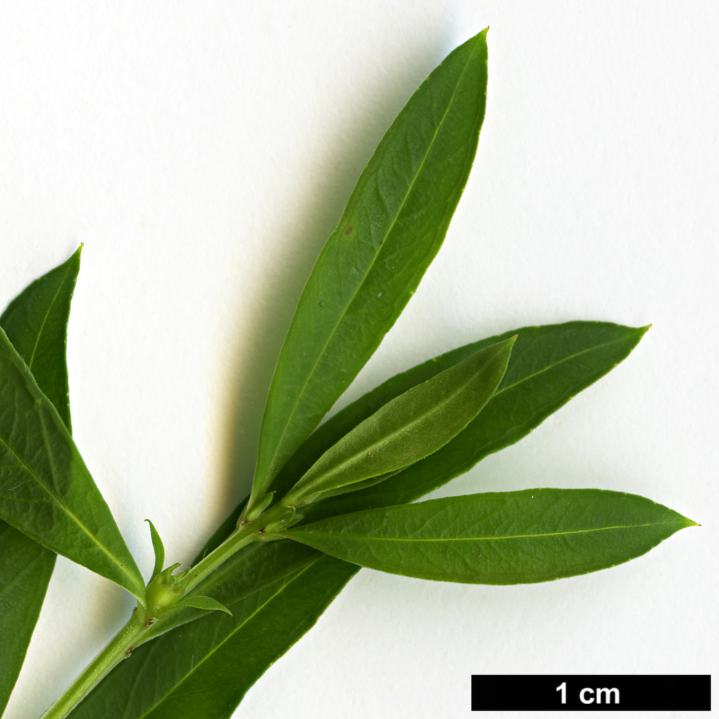 High resolution image: Family: Lythraceae - Genus: Heimia - Taxon: salicifolia